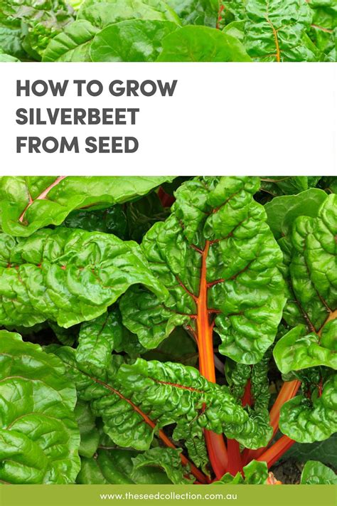 How To Grow Silverbeet .
